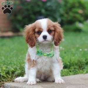 Nico, Cavalier King Charles Spaniel Puppy